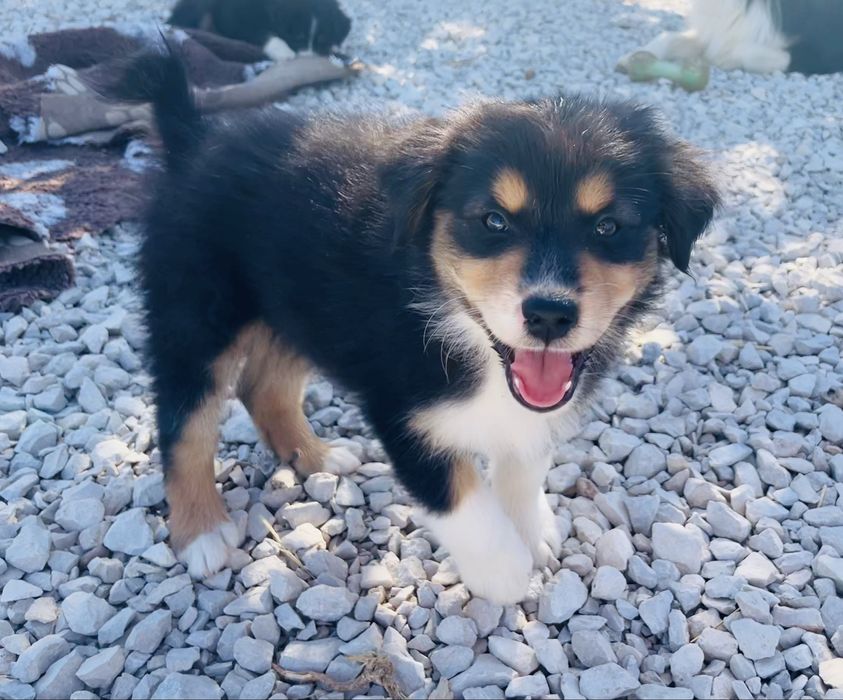 Pastor australiano macho com lop