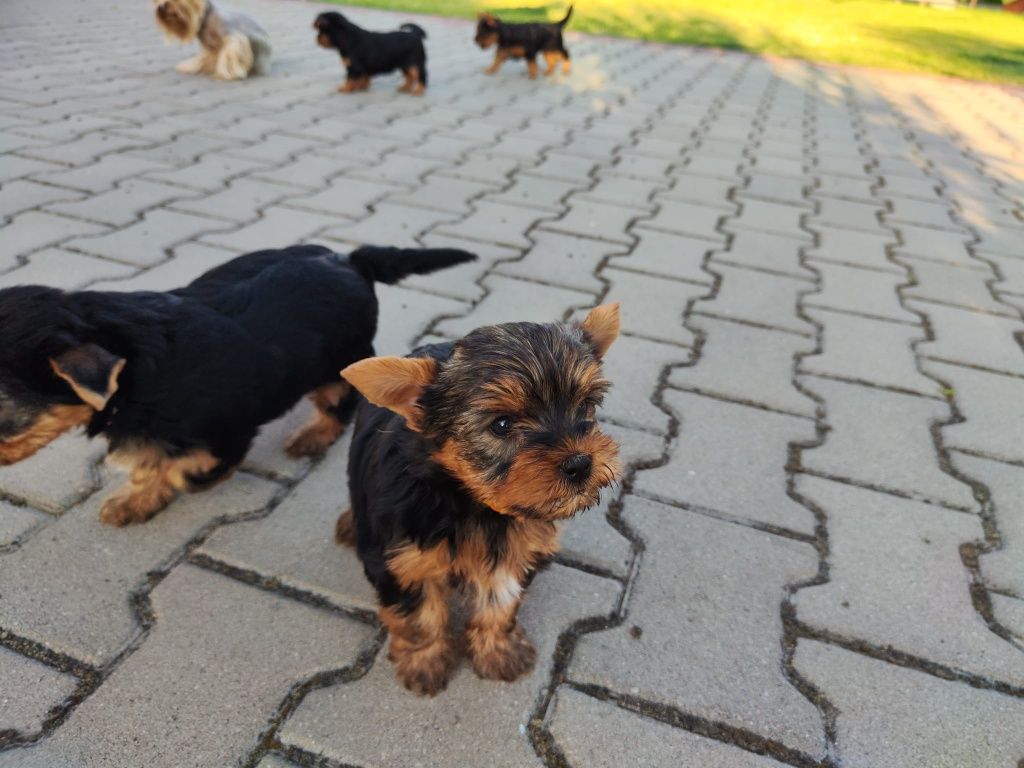 Yorkshire Terrier – szczeniak z rodowodem SWKiPR

Maluch jest już po p