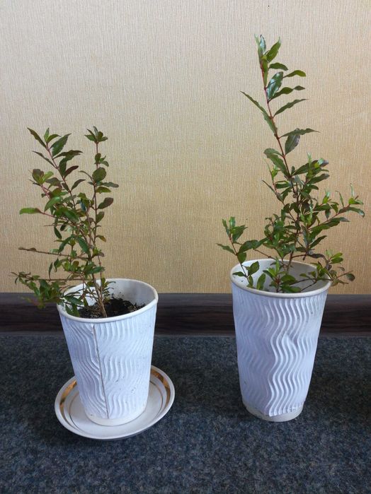 Гранатик домашній квітучий, Київ