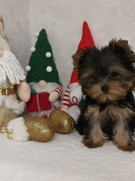 Дівчинка мінічка з родоводом КСУ