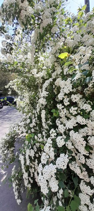 Продам участок в Аркадии. 5 соток. Под жилую застройку.