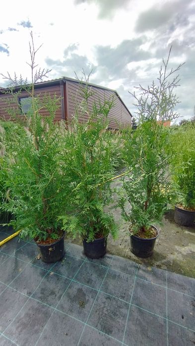 Thuja tuja  szmaragd,brabant,columna