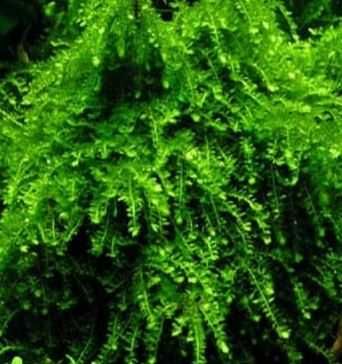 Mech Queen i Weeping, Hydrocotyle, Rogatek, Cryptocoryne i Microzorium