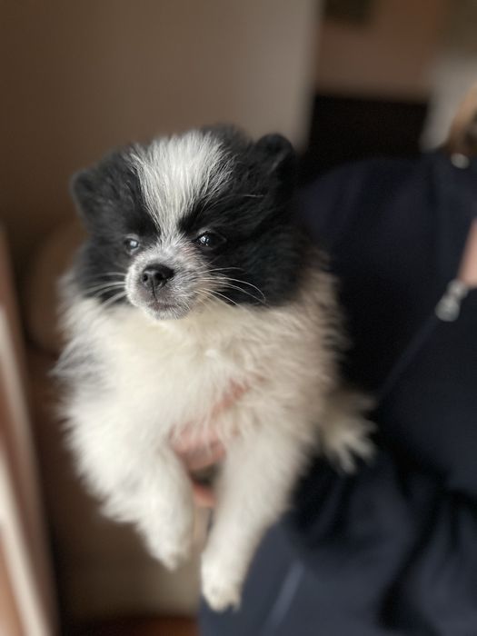 Szpic miniaturowy pomeranian chłopiec