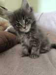 Niebieska kotka Maine Coon