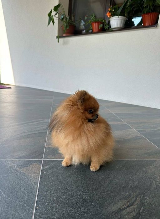 В'язка  мініатюрного  шпіца