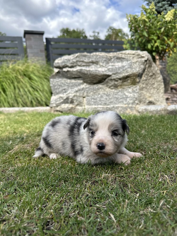 Border Collie FCI ZKwP