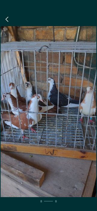 Wywrotki Rollery Gałackie gołębie