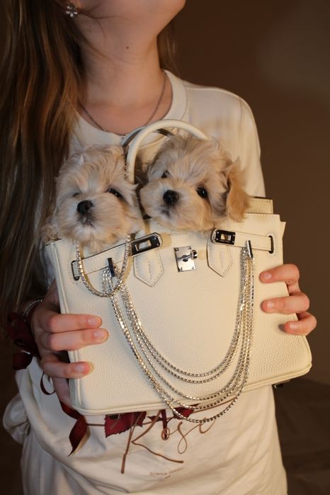 Мальтіпу мікро міні хлопчики ф1, мини мальтипу мальчик, maltipoo f1