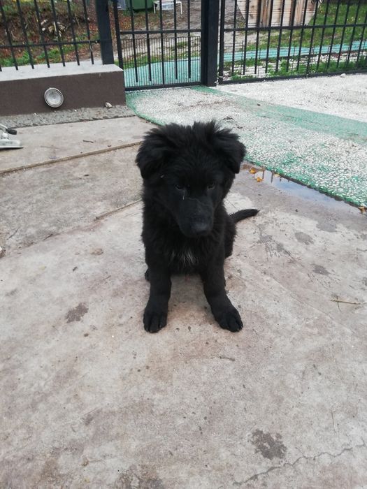 Sprzedam szczeniaka owczarka niemieckiego długowłosego