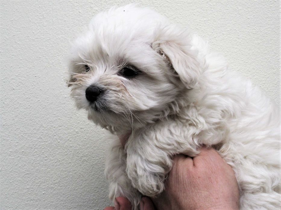 Radosny  szczeniaczek  -  Maltańczyk