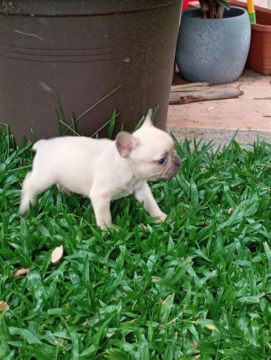 Bulldog Francês fêmea disponível