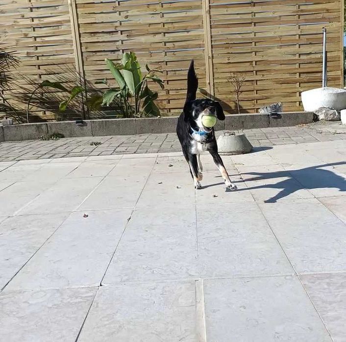 Procura-se uma nova família cheia de amor para o meu cão Snoopy
