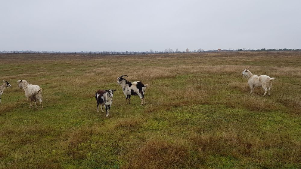 Продам козли річного віку