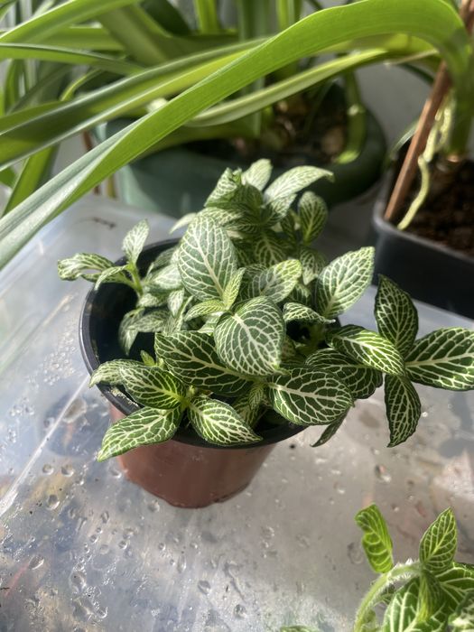 Фітонія фіттонія фитония