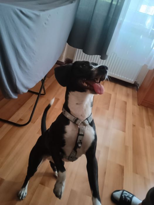 Oddam roczną suczke