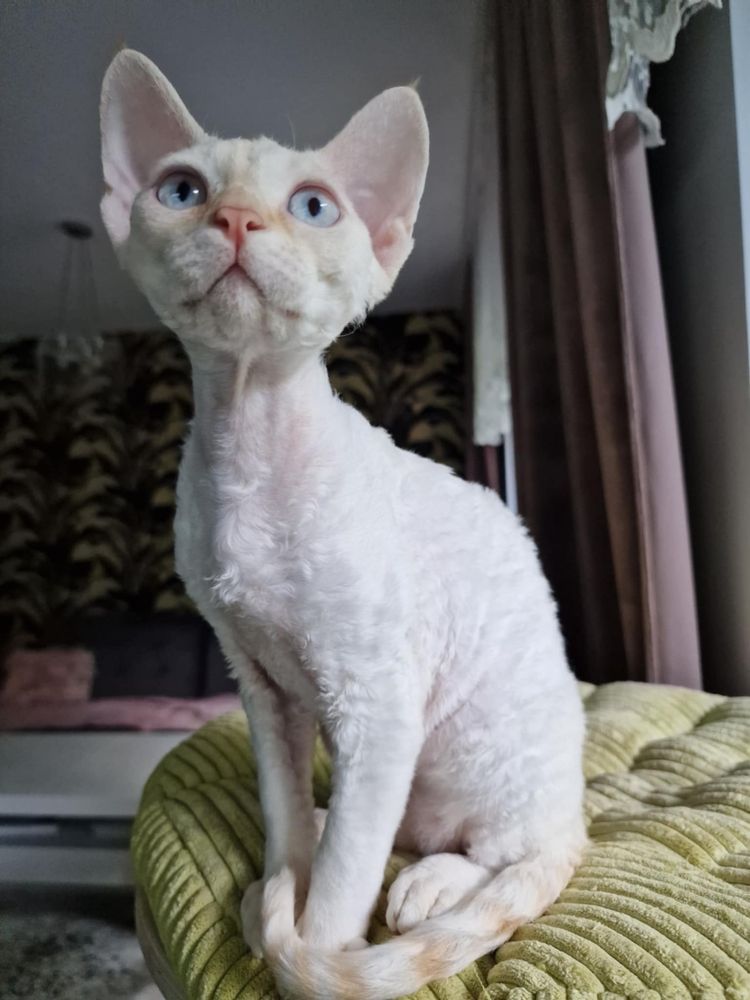 Kot Devon Rex kremowy point