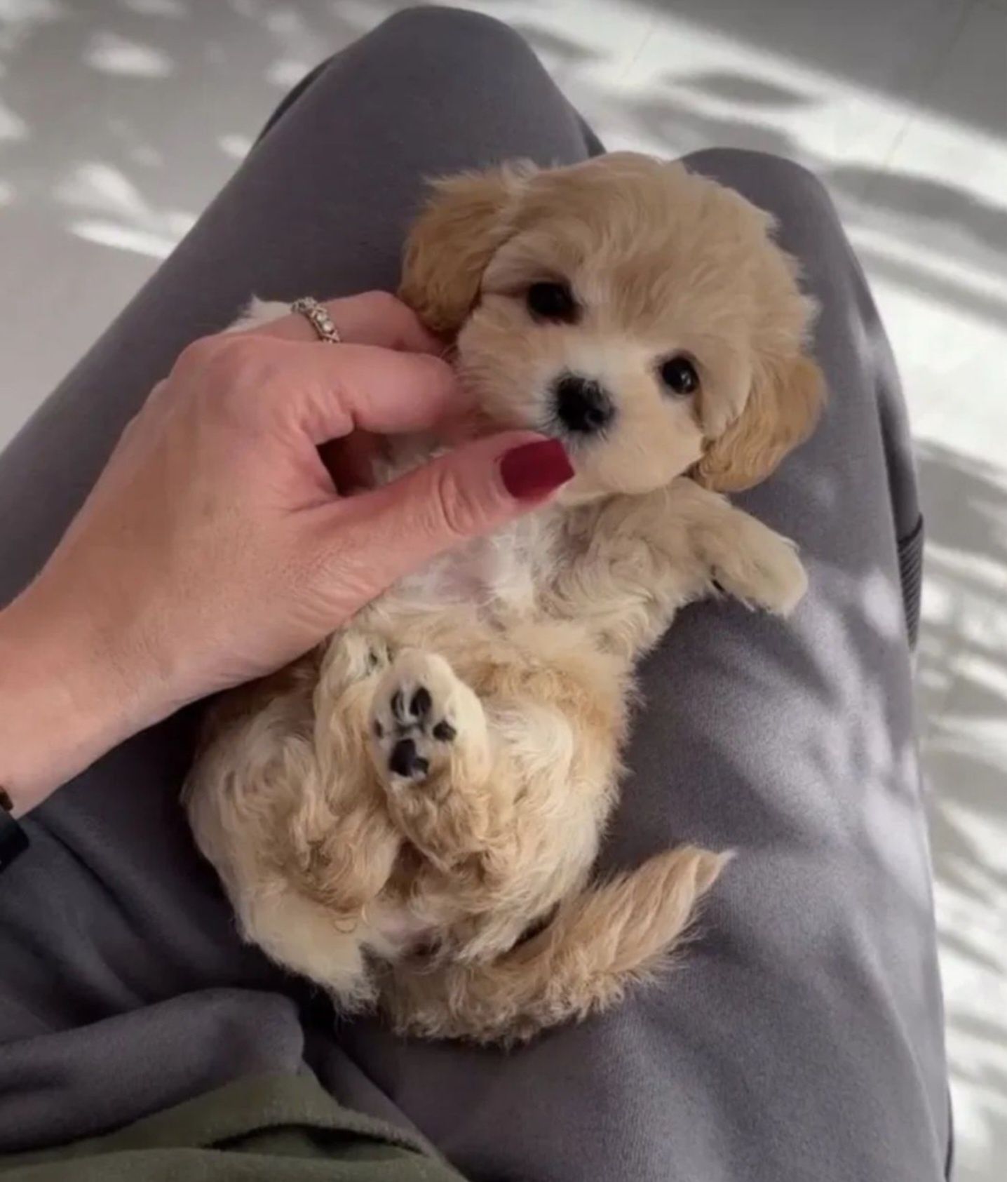 Zjawiskowa Cremowa Suczka Maltipoo