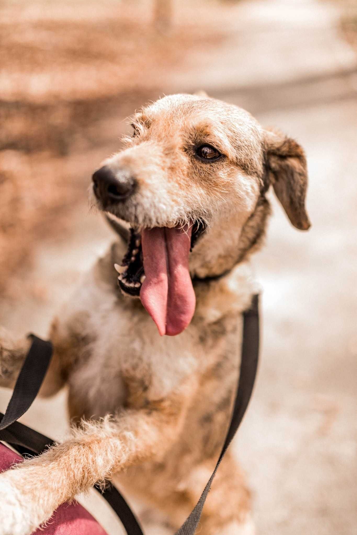 Hugo - pies w typie jack russela do adopcji
