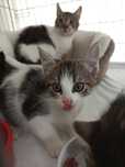 8 tygodniowy Detlef poleca się do adopcji