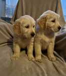 Szczenię Golden Retriever GOTOWE DO ODBIORU