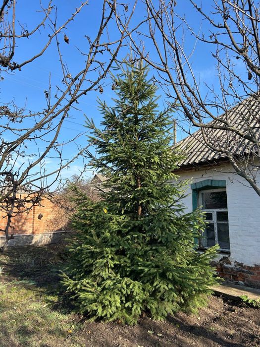 Жива ялинка - ціна догововірна!