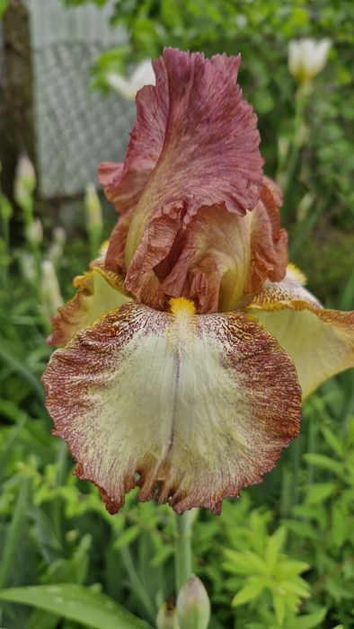 Іриси, півники, квіти садові багаторічні