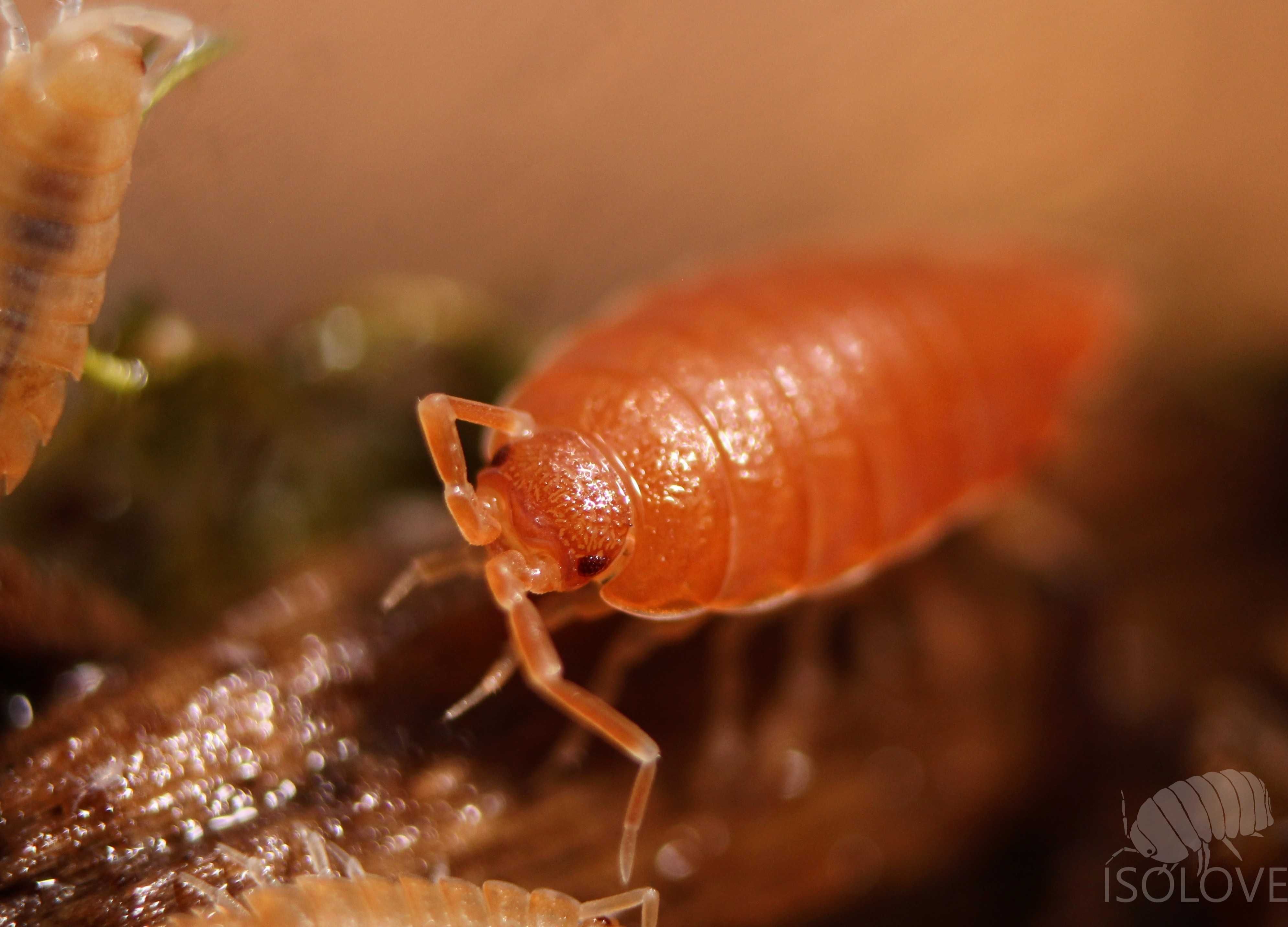 Porcellionides pruinosus "powder orange", ekipa sprzątająca, isopoda