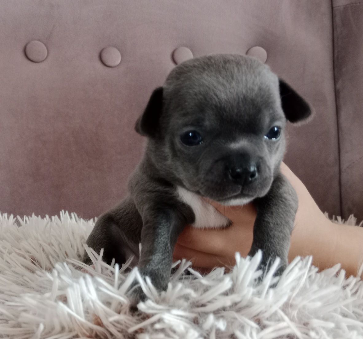 Niebieski chłopczyk chihuahua