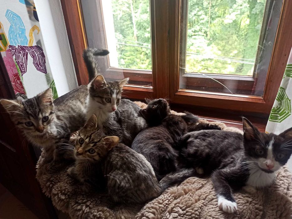 KAJTEK, CIAPUŚ  koty -szukają dobrego domu