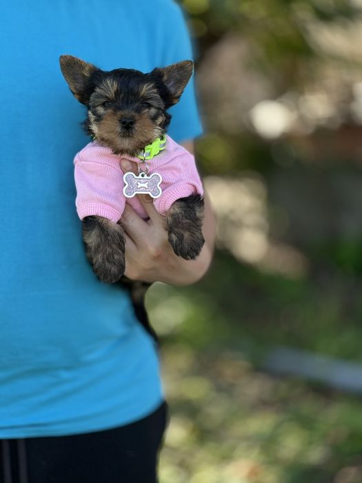 Унікальні Йорки — ваша маленька зірка чекає. Йорк