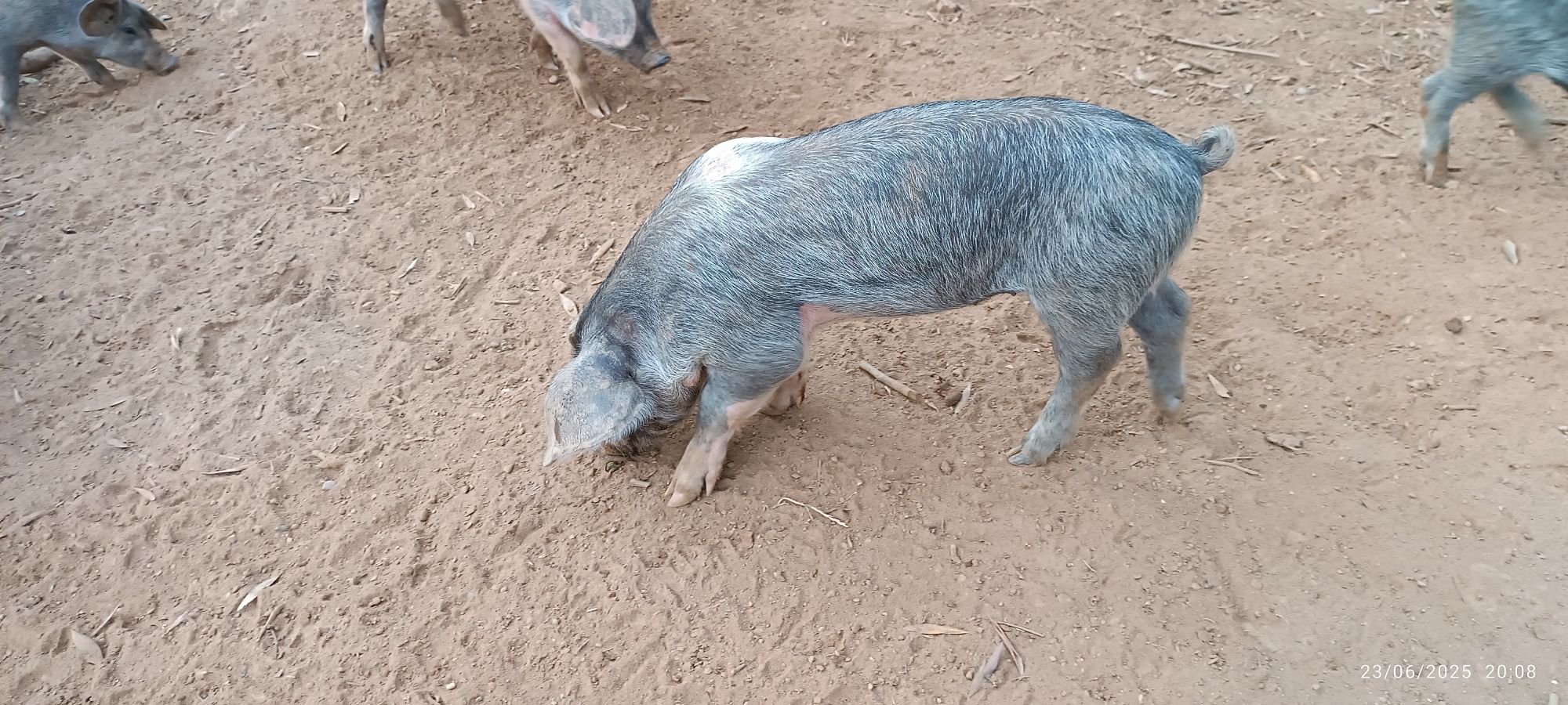 Porcos e Leitões Bisaro