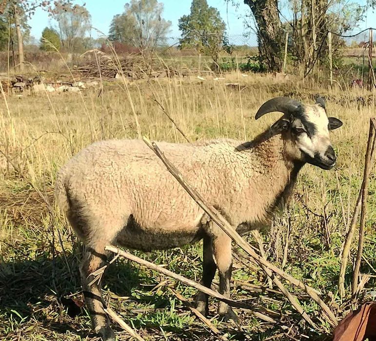 owca kameruńska tryk młody oswojony - baran