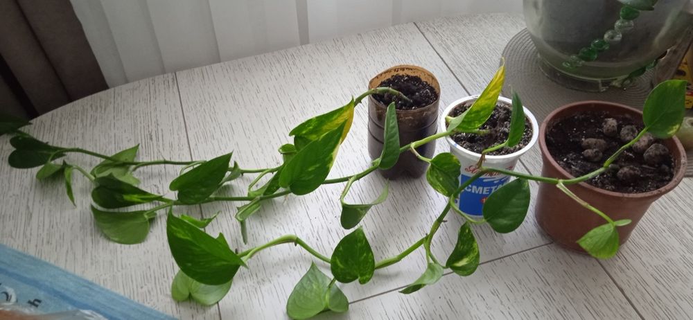 Ліана сциндапсус мраморна