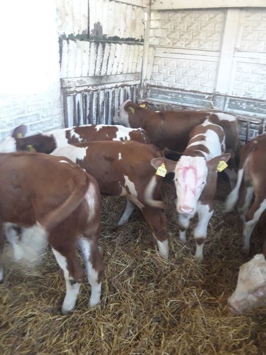 Ciechocin sprzedaż cielaków polskich byczki i jałówki