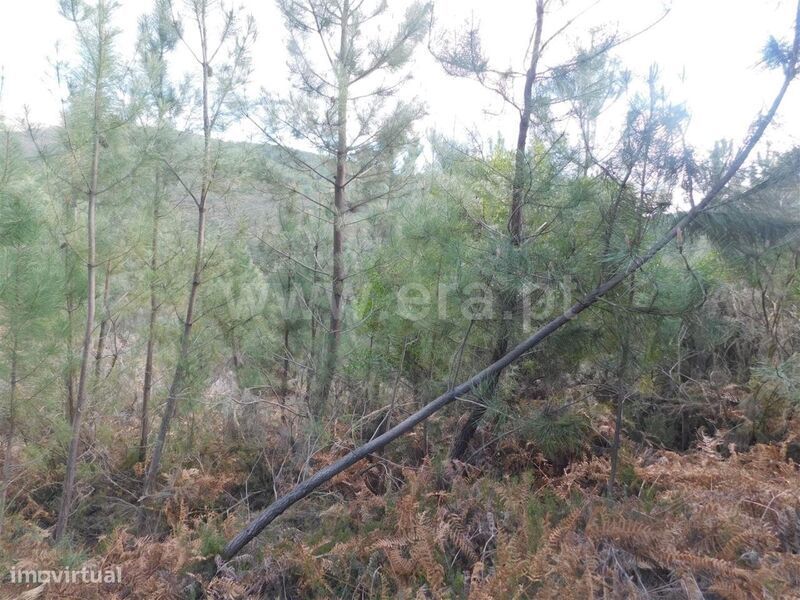 Terreno / Fundão, Souto da Casa