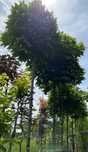 Klon pospolity Globosum