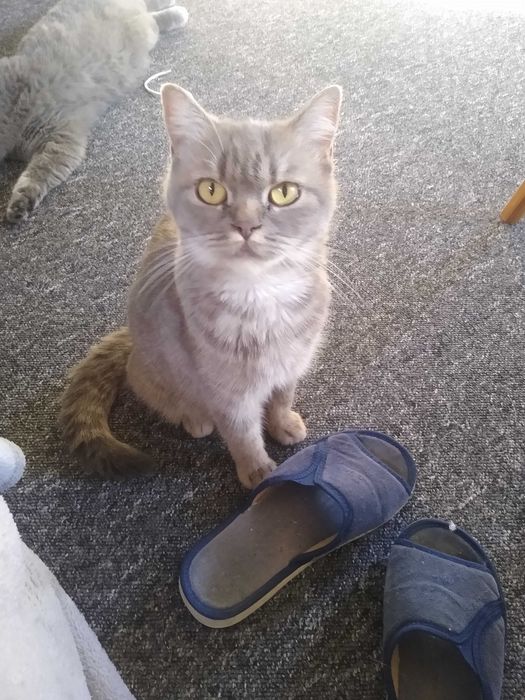 Kotka  brytyjska rodowodowa Fela