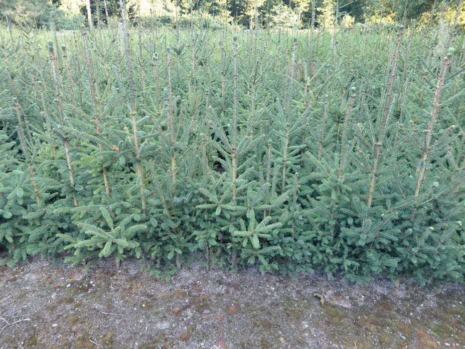 ŚWIERKI! WYPRZEDAŻ! Likwidacja uprawy