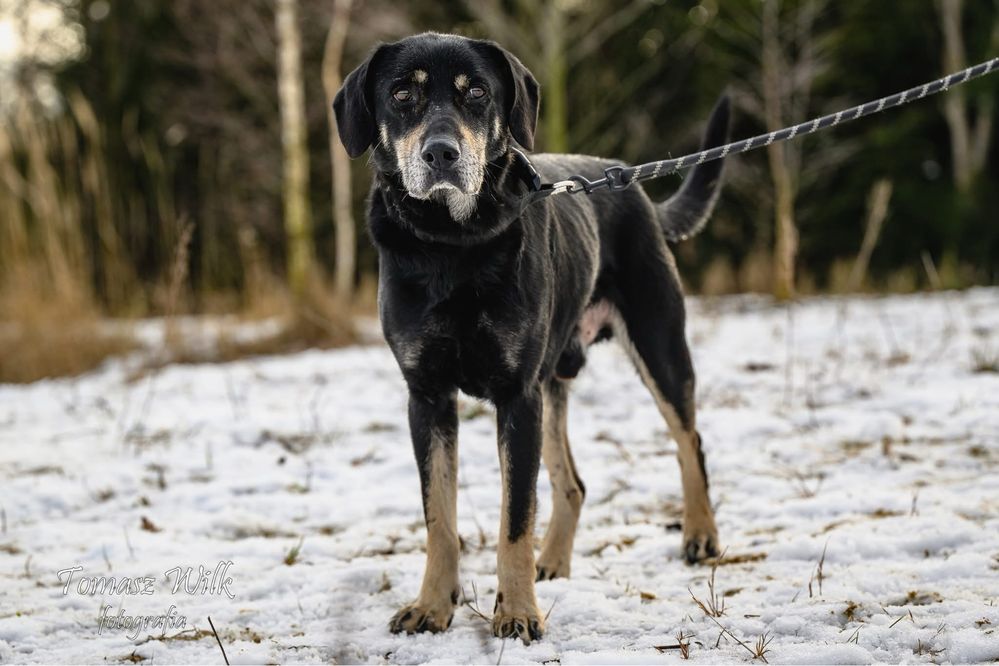 Forest czeka na cieplutki domek !