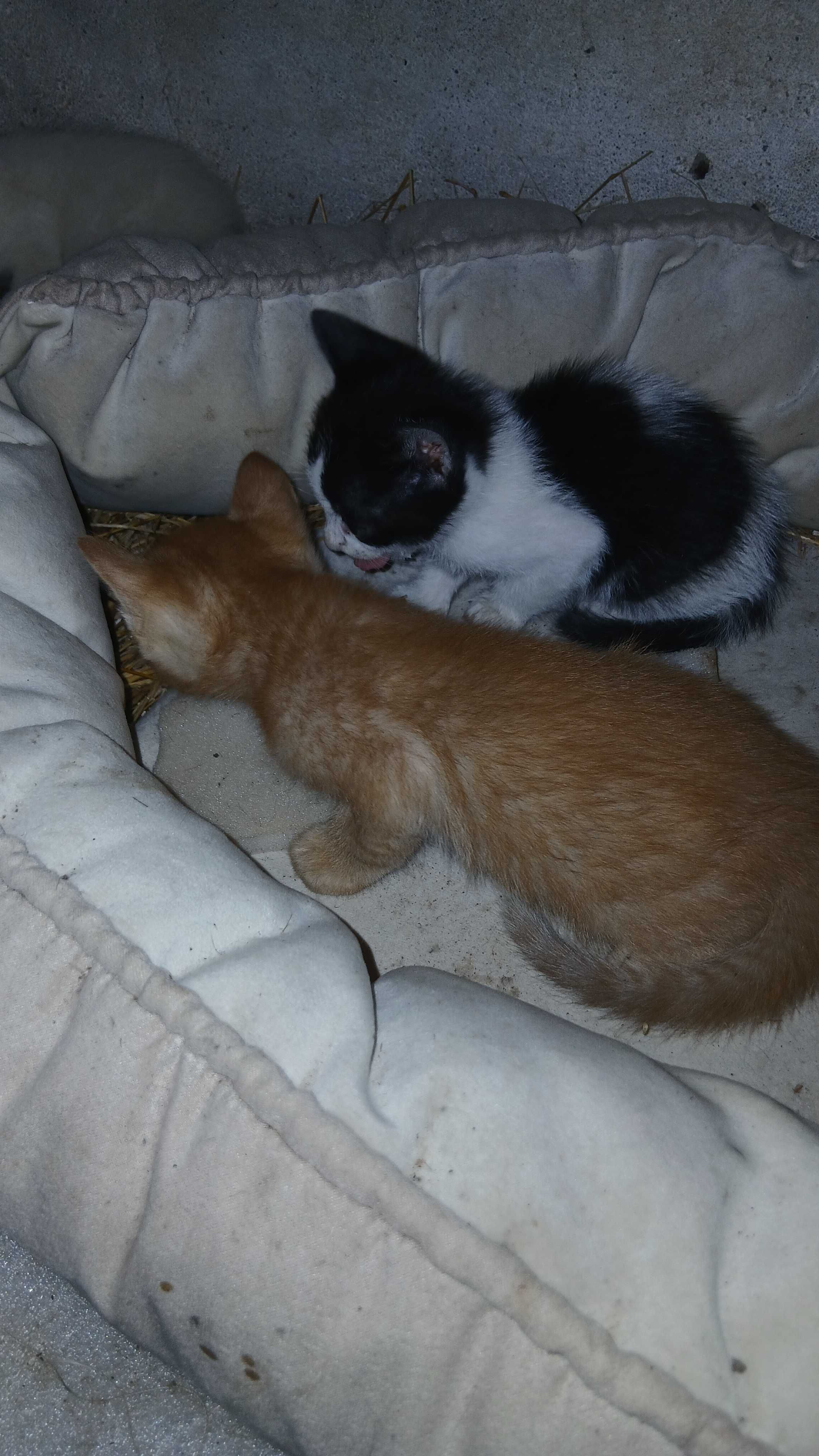 Gatinhos para adoção
