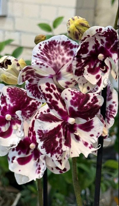 Орхідея, фаленопсис. Шоколадний біг ліп.