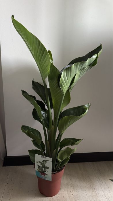 Стреліція Миколай, пишні, висота 100 см.