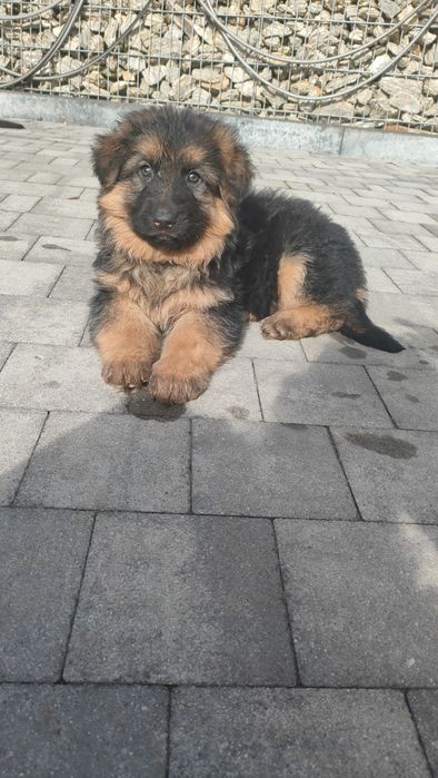 Szczeniak suczka owczarek niemiecki długowlosy Pcim