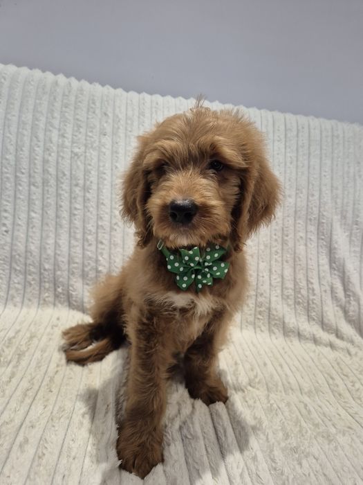 Goldendoodle f1 standard