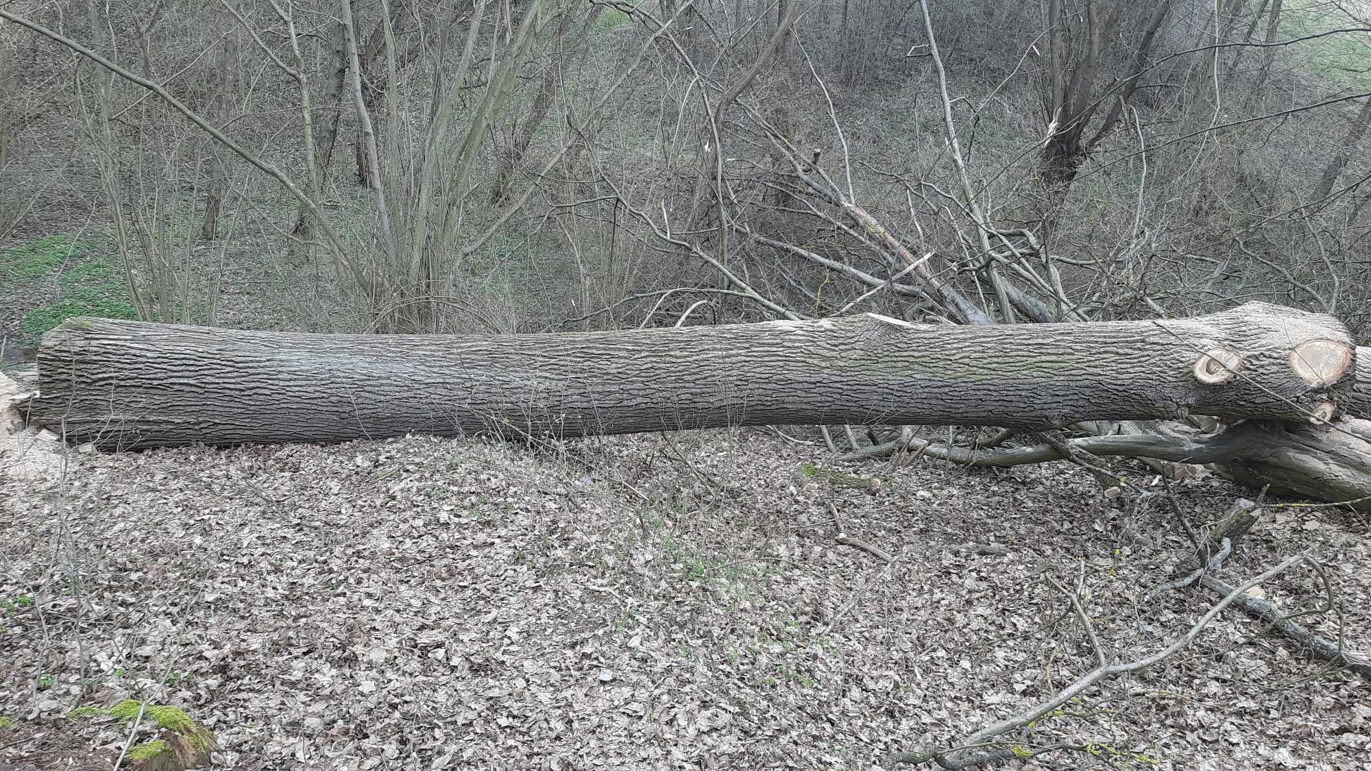 Dąb, kloda w całości 9m