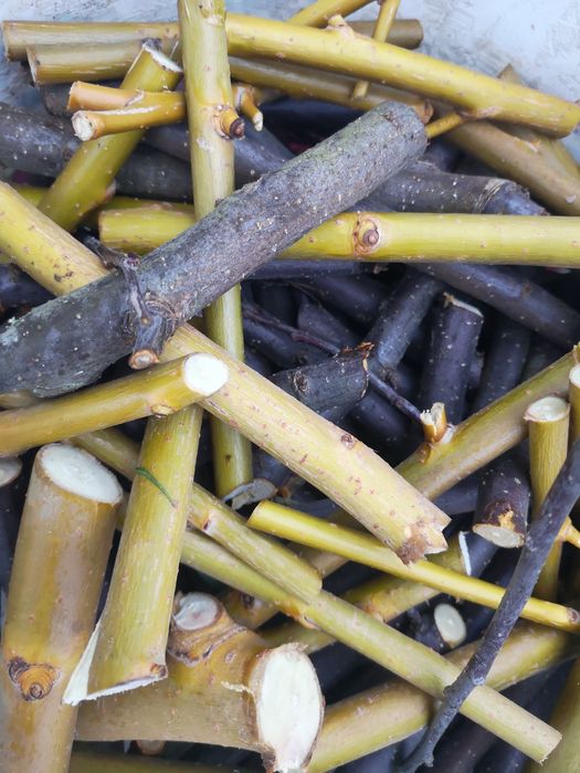 Eko Gałązki dla królika, gryzoni