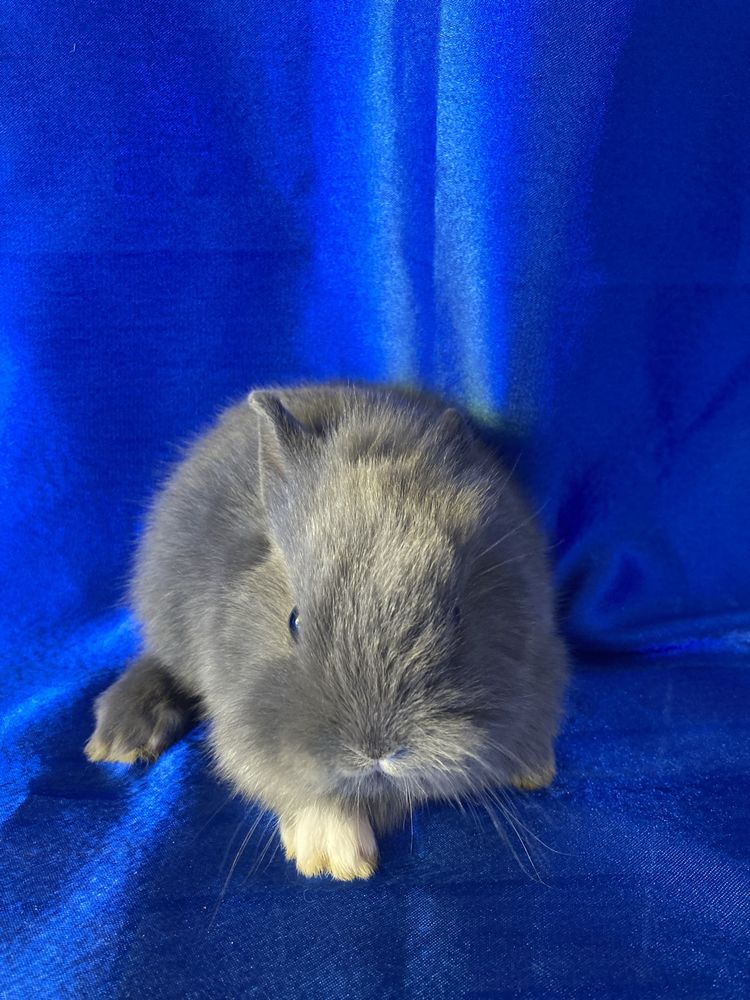 Міні голубий кролик хлопчик