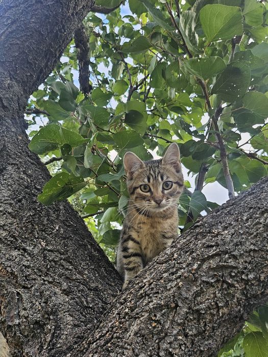 Отдам котят в свой двор