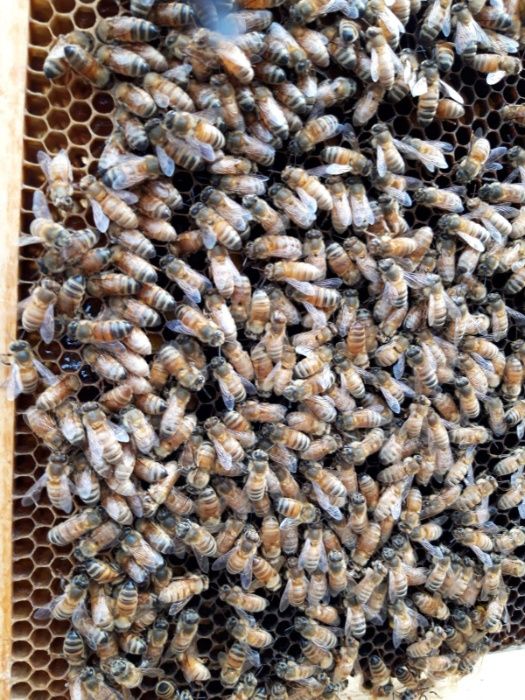 Odkłady pszczele Ligustica Włoszka ramka wielkopolska 5 ramek pszczoły